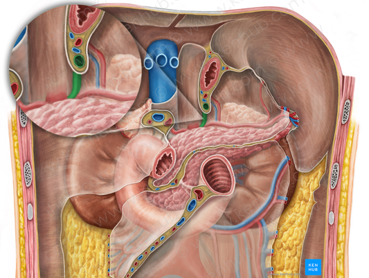 Left gastric artery (#1287)