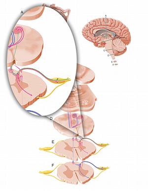Proprioceptive afferent fibers to cervical spinal cord (#12103)