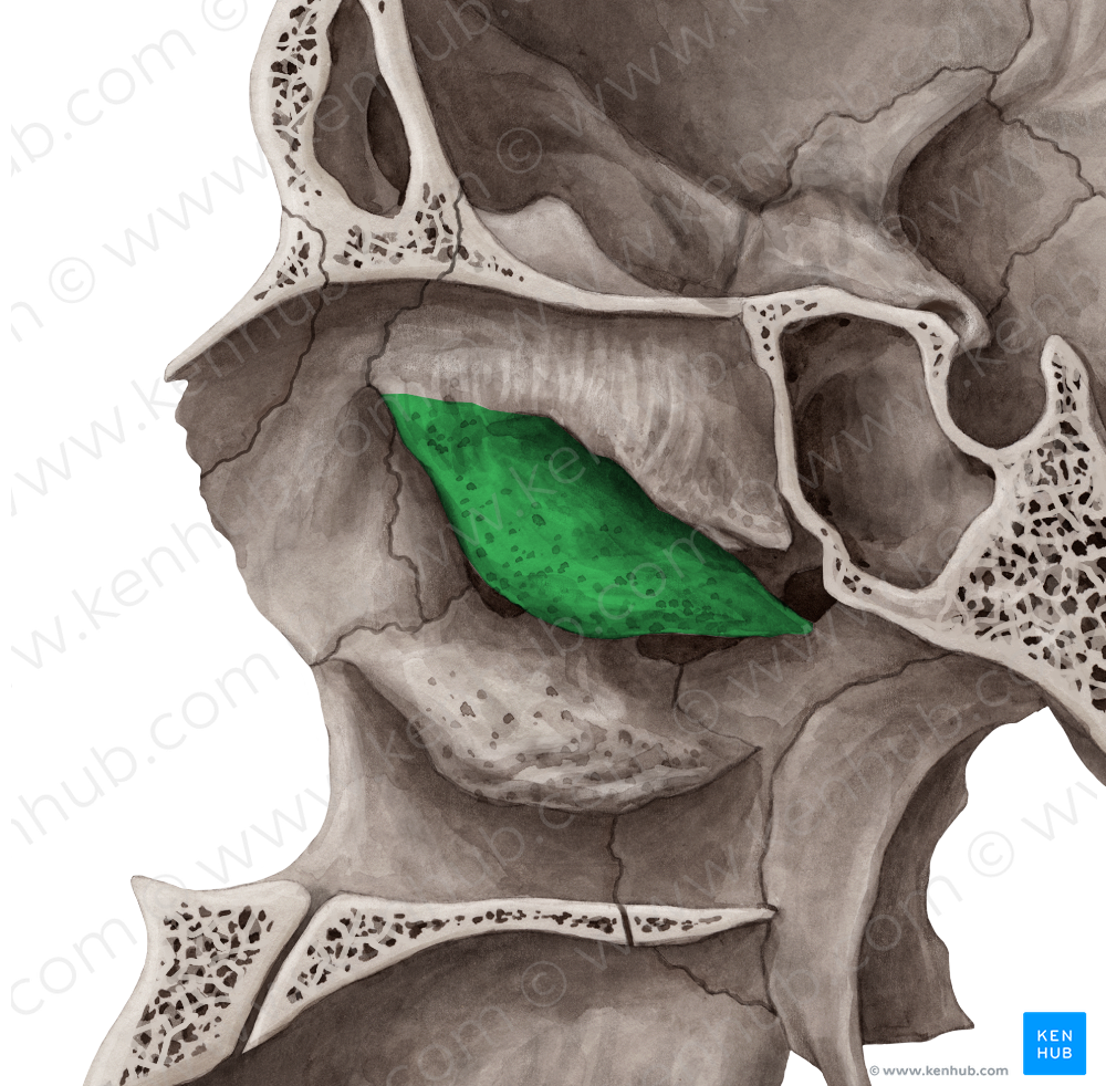 Middle nasal concha of ethmoid bone (#2799)