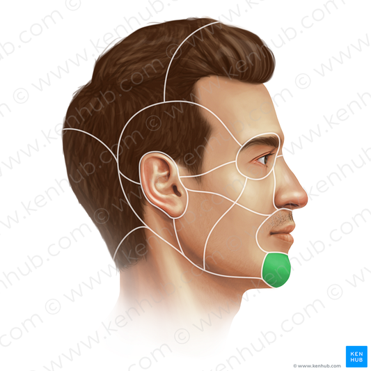 Mental region (#20674)