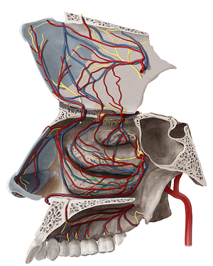 Inferior posterior nasal branches of pterygopalatine ganglion (#6585)