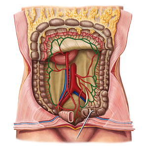 Marginal artery of colon (#1488)