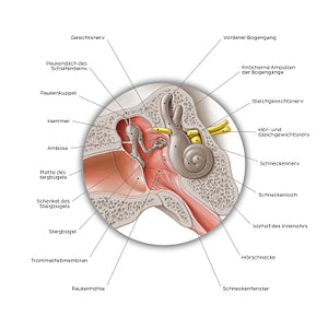 Middle ear: coronal section (German)