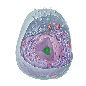 Nucleolus (#15333)