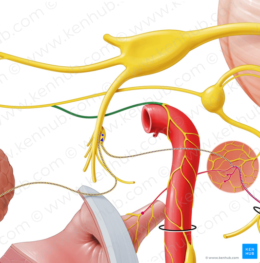 Deep petrosal nerve (#6677)