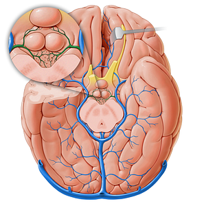 Interpeduncular veins (#18253)