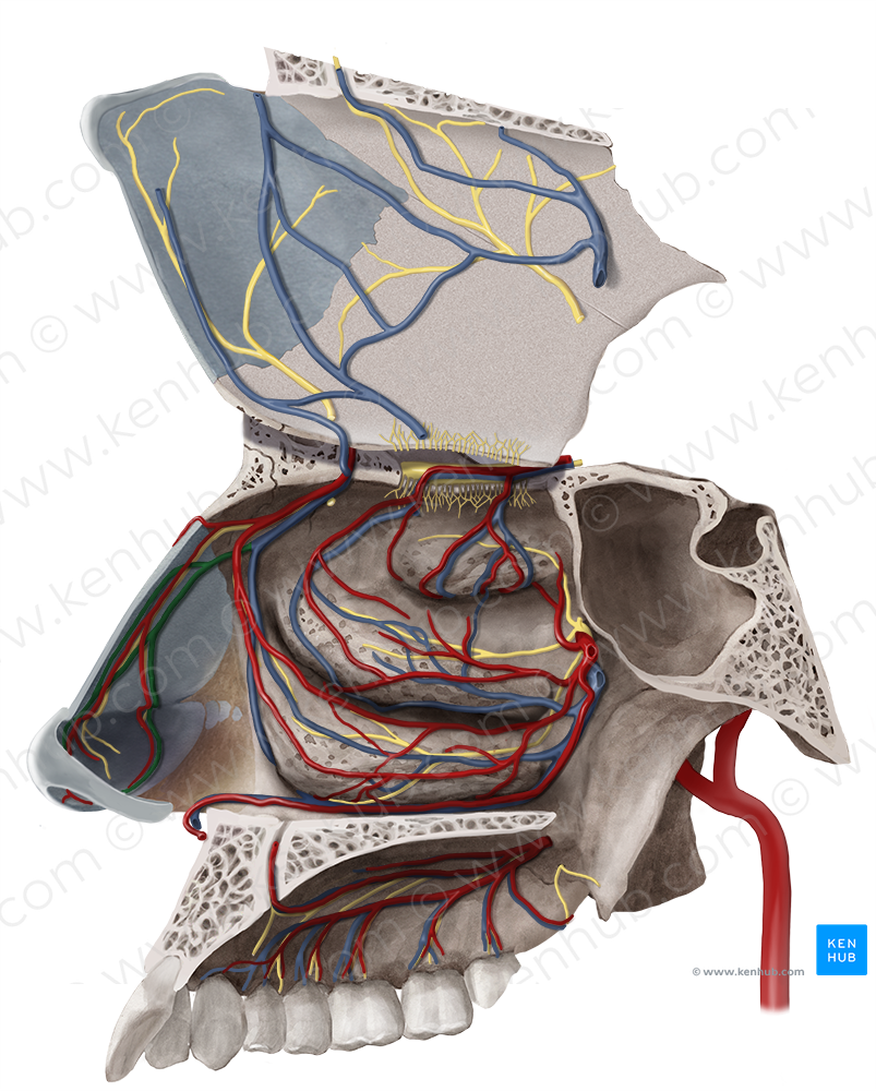 Lateral nasal branch of facial vein (#8759)