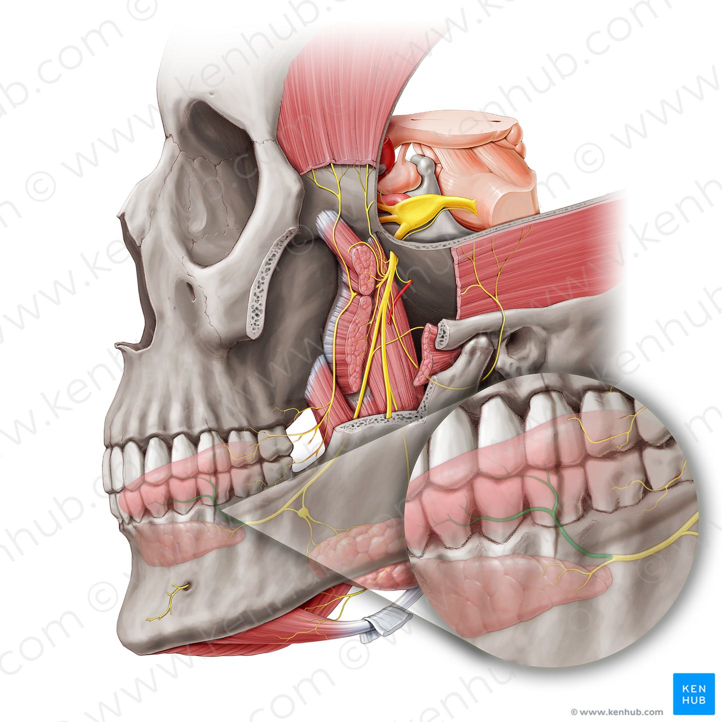 Lingual branches of lingual nerve (#20470)