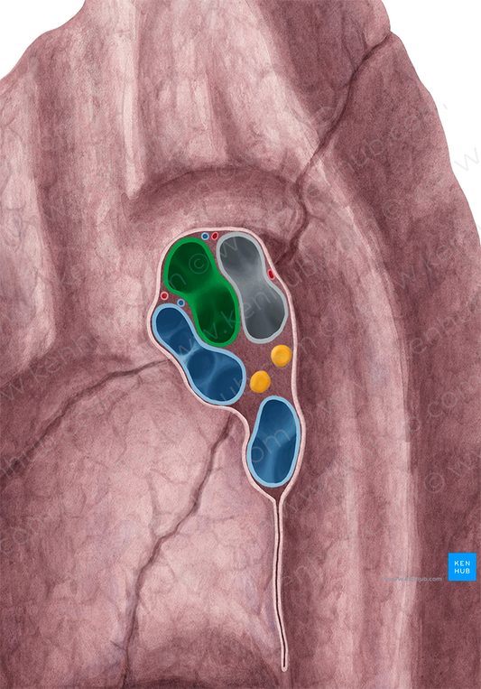 Right pulmonary artery (#1683)