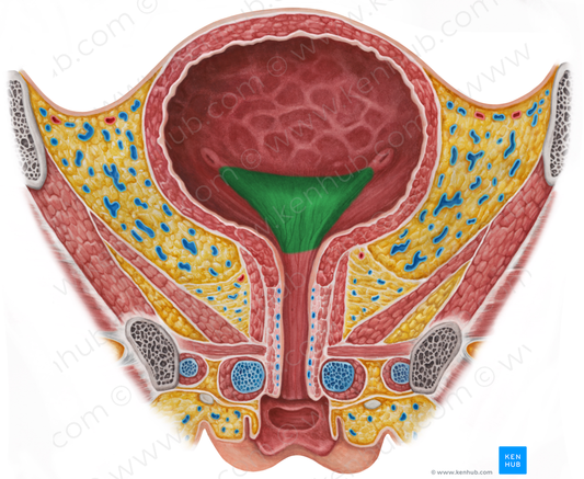 Trigone of urinary bladder (#9567)