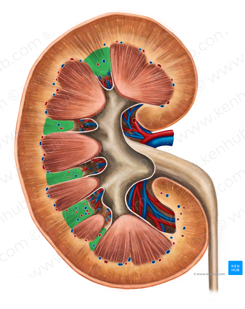 Renal columns (#2772)