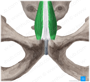 Pyramidalis muscle (#5805)