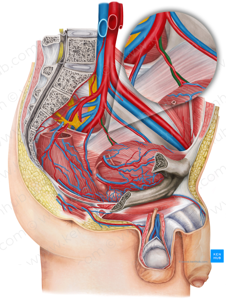 Left inferior vesical vein (#10680)