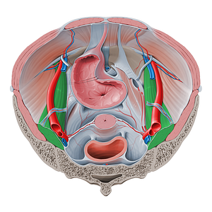 Psoas major muscle (#5788)