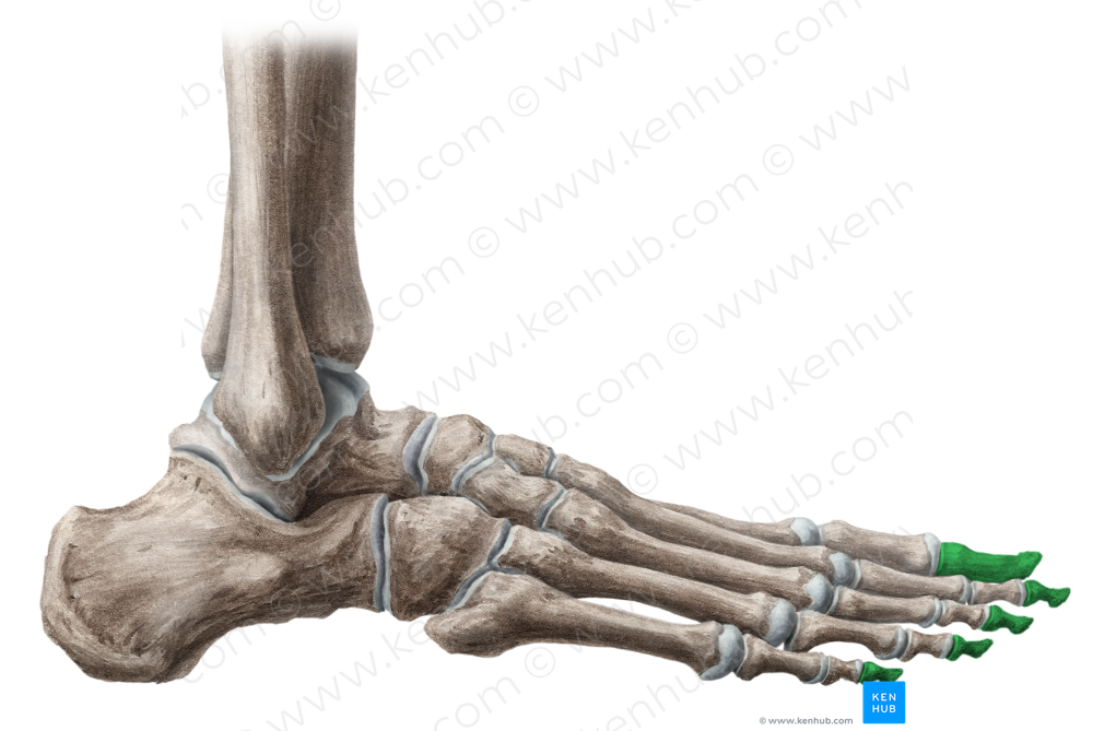 Distal phalanges of foot (#7886)