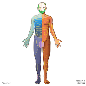 V3 dermatome (#20776)