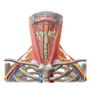 Anterior jugular vein (#19691)