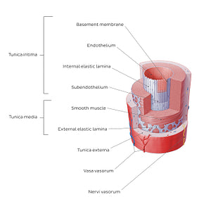 Structure of blood vessels: Artery (English)