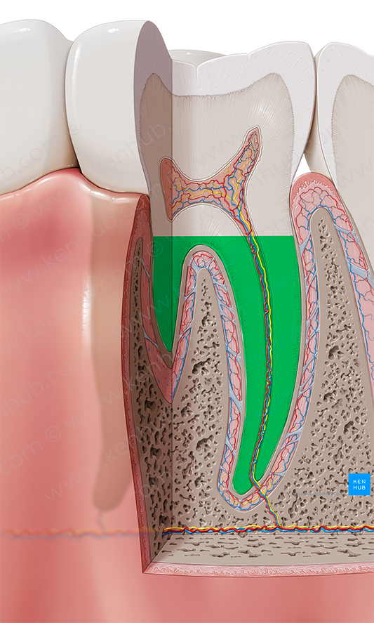 Root of tooth (#8439)