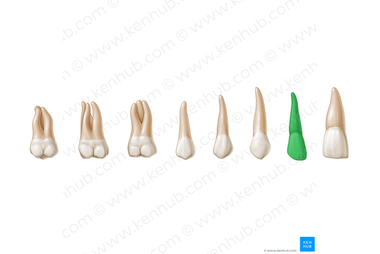 Lateral incisor tooth (#3206)