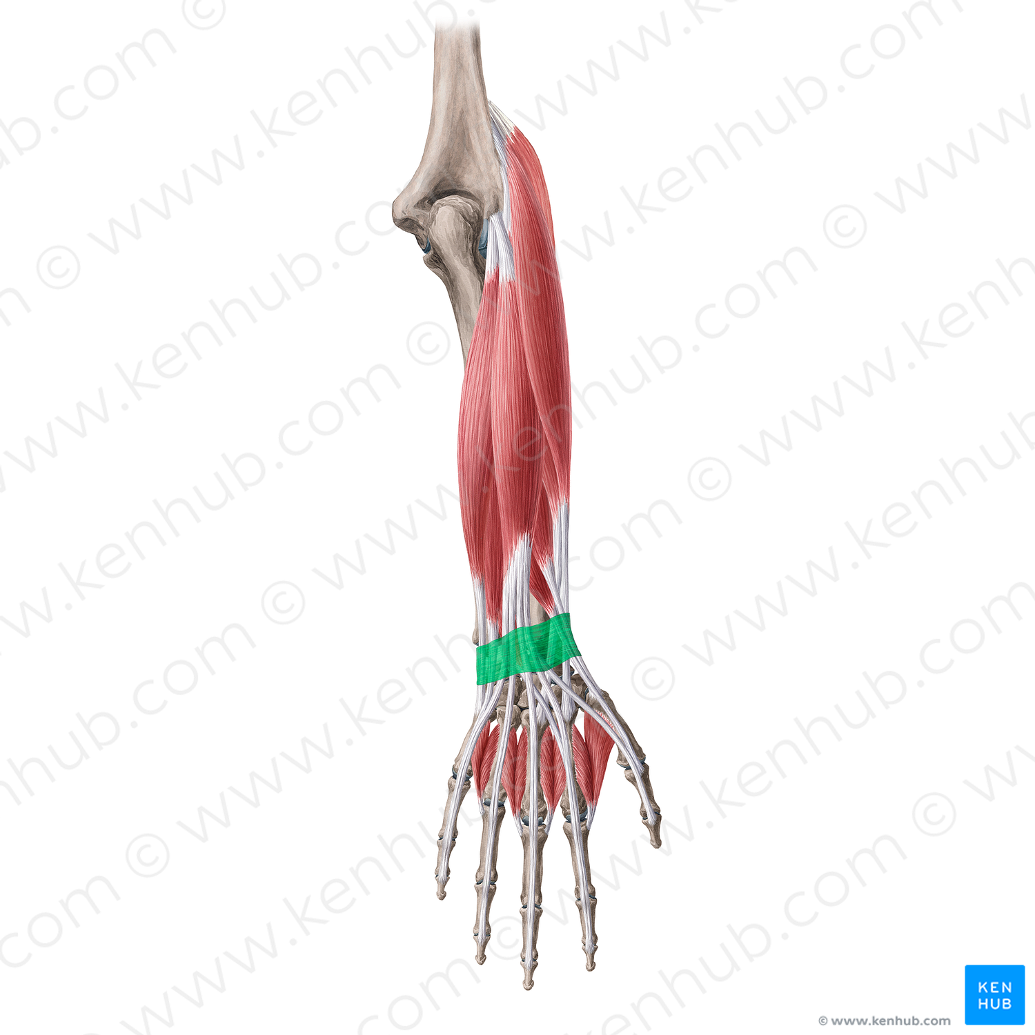 Extensor retinaculum of wrist (#20148)