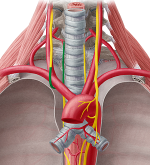 Right recurrent laryngeal nerve (#6507)