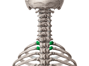 Transverse processes of vertebrae T1-T2 (#8333)