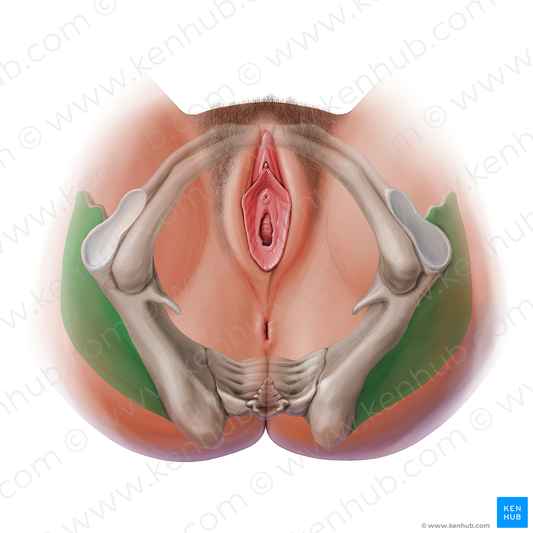 Gluteal surface of ilium (#13604)