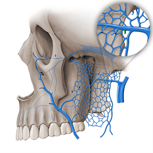 Masseteric vein (#18512)