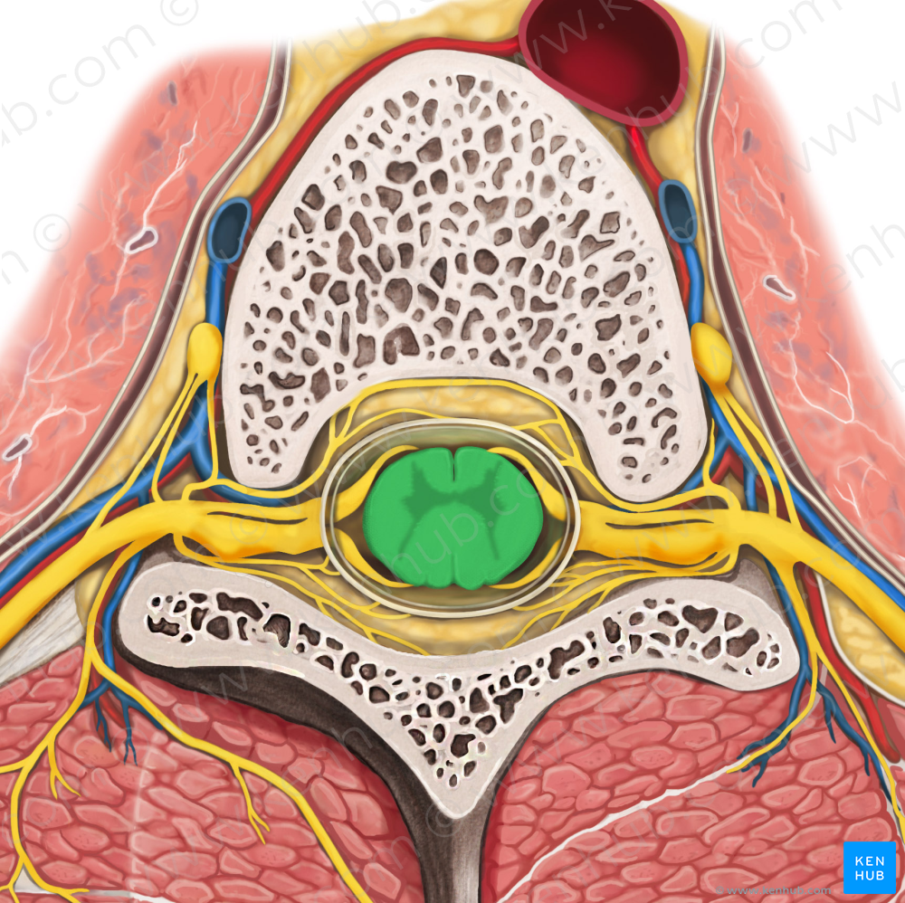 Spinal cord (#5021)