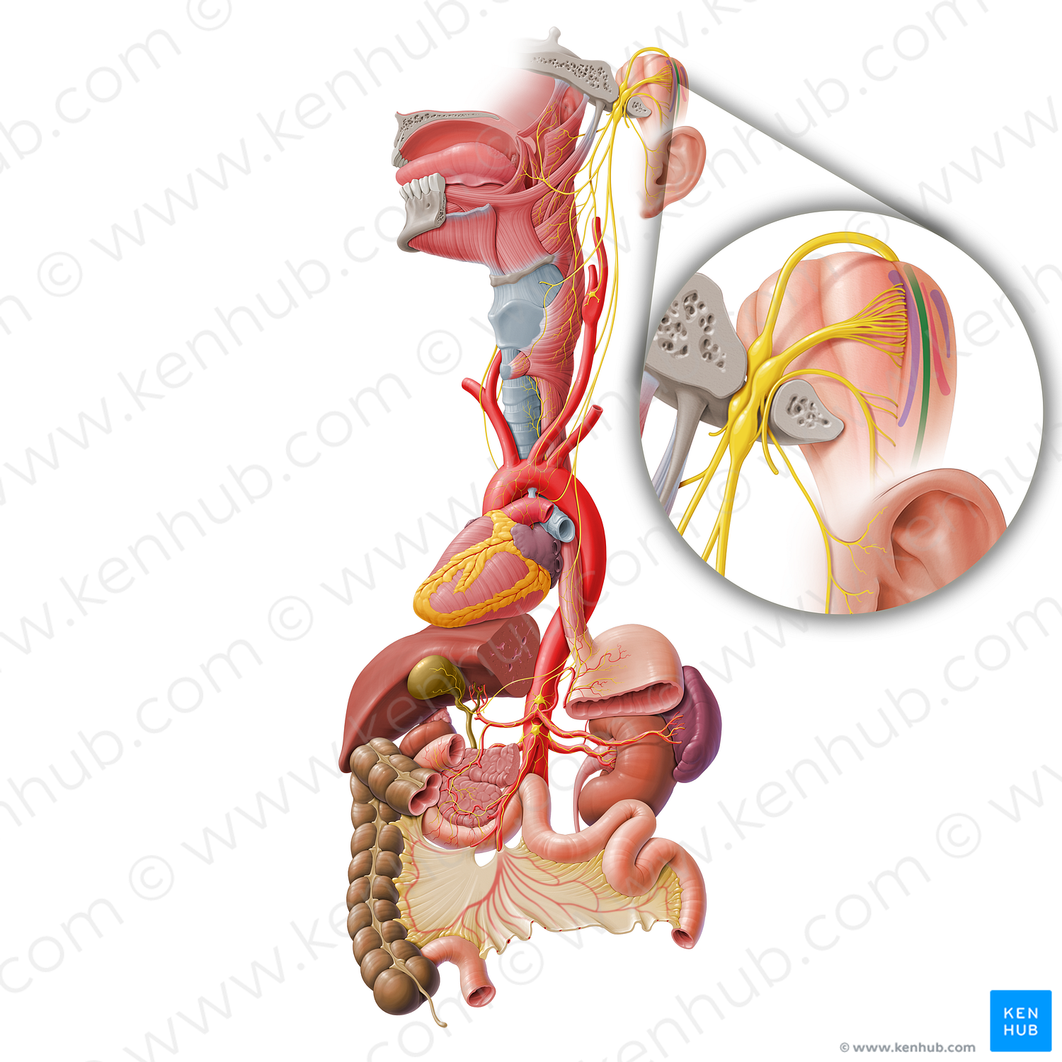 Spinal nucleus of trigeminal nerve (#7259)