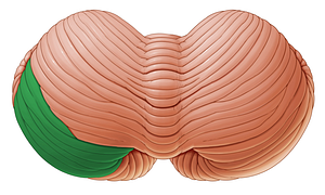 Superior semilunar lobule (#4768)