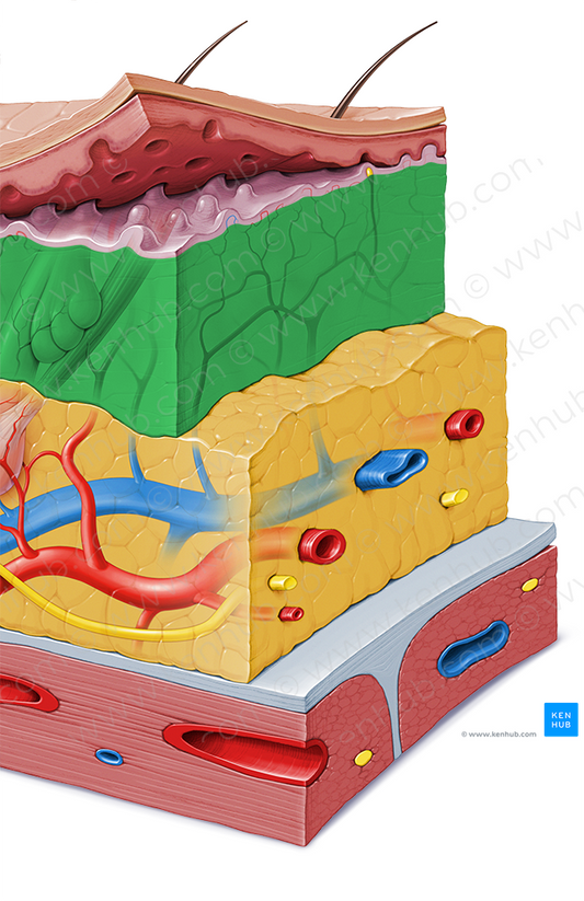 Reticular layer of dermis (#9178)