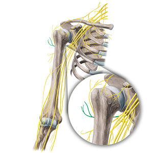 Anterior branch of axillary nerve (#21676)