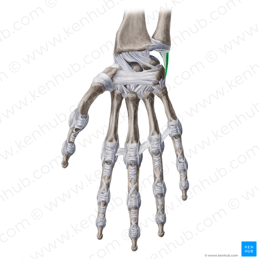Ulnar collateral ligament of wrist joint (#4487)