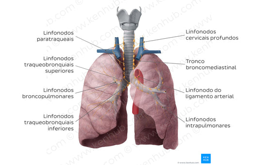 Lymphatics of the lungs (Portuguese)