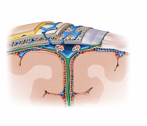 Meningeal layer of cranial dura mater (#13029)