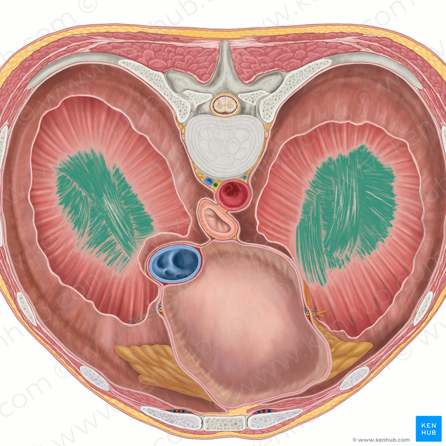 Central tendon of diaphragm (#2553)