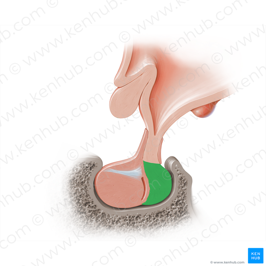 Pars nervosa of hypophysis (#18222)