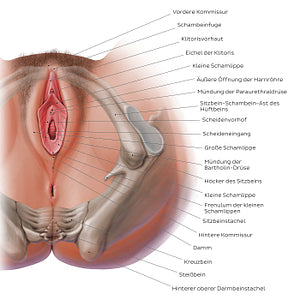 Female perineum (German)