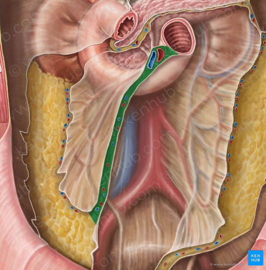 Root of mesentery (#8450)