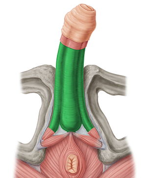 Deep fascia of penis (#3571)