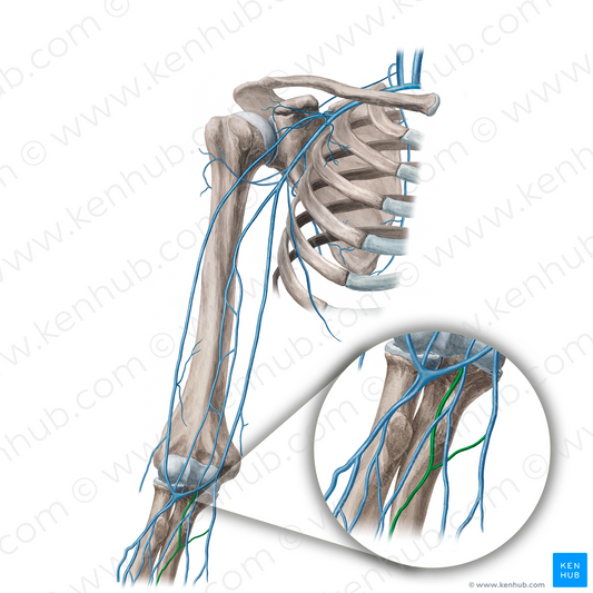 Median antebrachial vein (#21652)