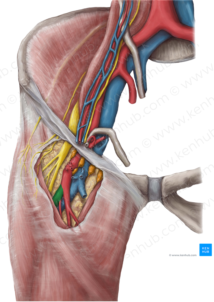 Deep femoral artery (#1652)