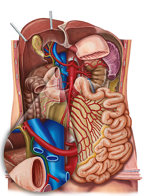 Gastroduodenal artery (#1290)