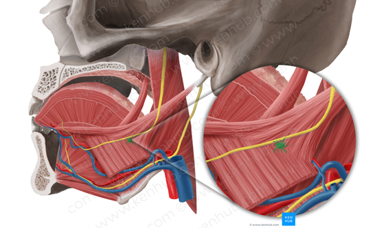 Submandibular ganglion (#4014)