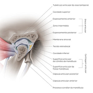 Temporomandibular joint: capsule (Portuguese)