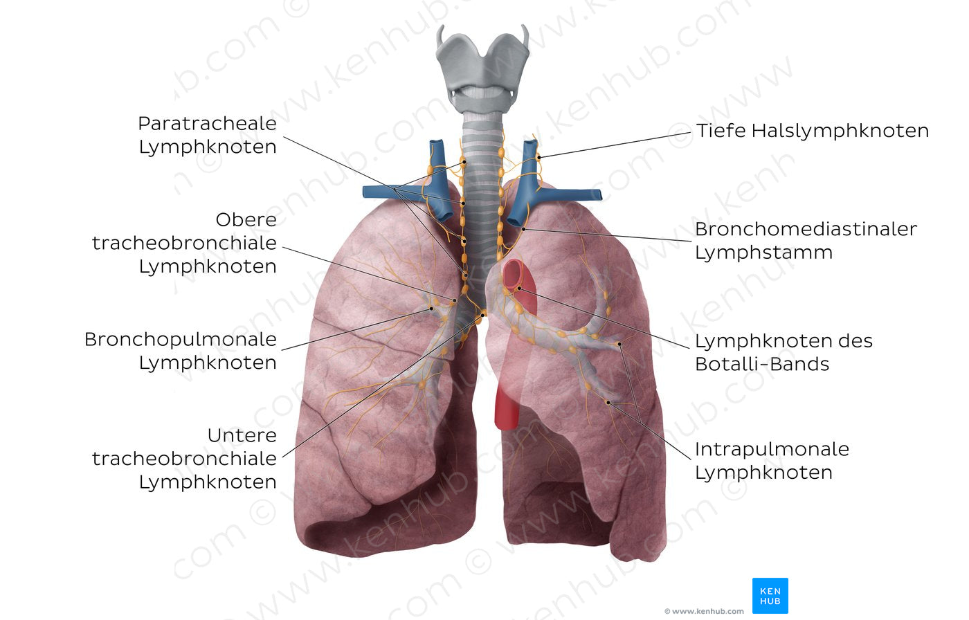 Lymphatics of the lungs (German)