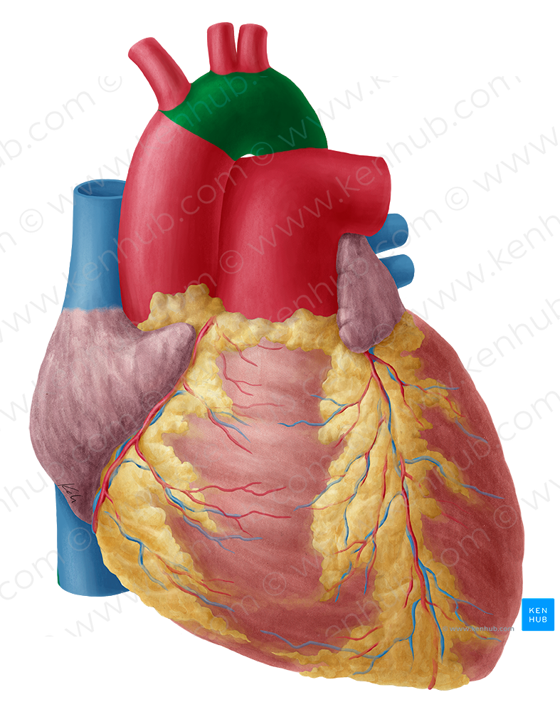 Aortic arch (#828)