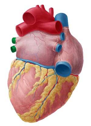 Left pulmonary veins (#10209)